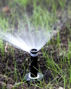 Pop-up sprinkler raised and spraying in a fan pattern