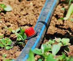 Drip irrigation line with an emitter next to young plants